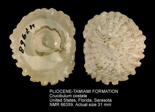 PLIOCENE-TAMIAMI FORMATION Crucibulum costata.jpg - PLIOCENE-TAMIAMI FORMATIONCrucibulum costatum(Say,1820)